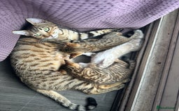 Bengal cats for sale: Snow Mink/Brown Rossette Blue Eyed Bengals - Image 23