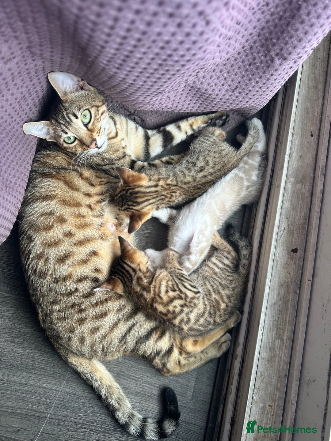 Bengal cats for sale: Snow Mink/Brown Rossette Blue Eyed Bengals - Image 23