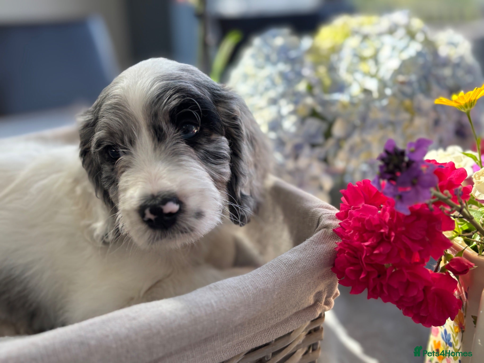 Sproodle dogs ✨ Premium Rare F1 Sproodle Pups – Champion Lines ✨ - Advert 2
