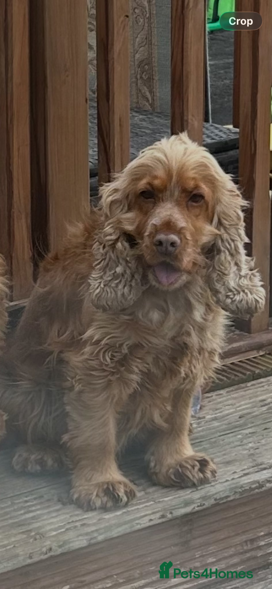 Cocker Spaniel dogs Showtype cocker spaniel puppies  - Advert 13