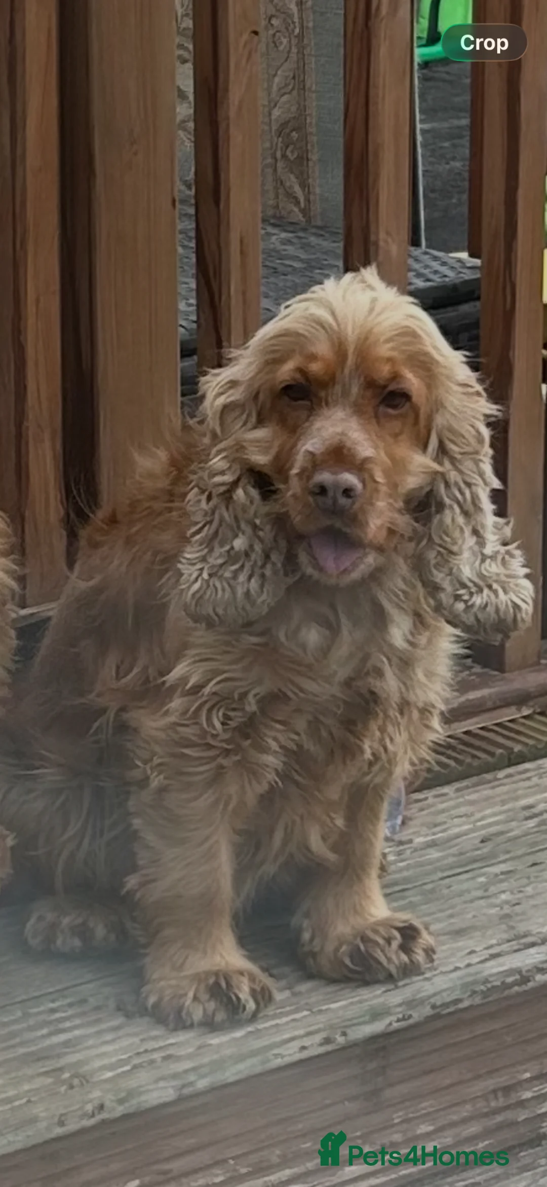 Cocker Spaniel dogs for sale: Showtype cocker spaniel puppies  - Advert 1