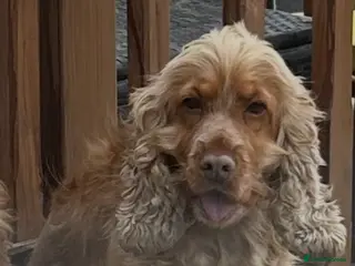 Cocker Spaniel dogs Showtype cocker spaniel puppies - Advert 3