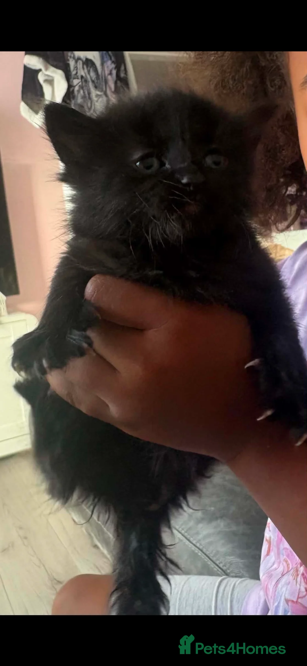 Mixed Breed cats for sale: Kittens for sale  - Advert 19