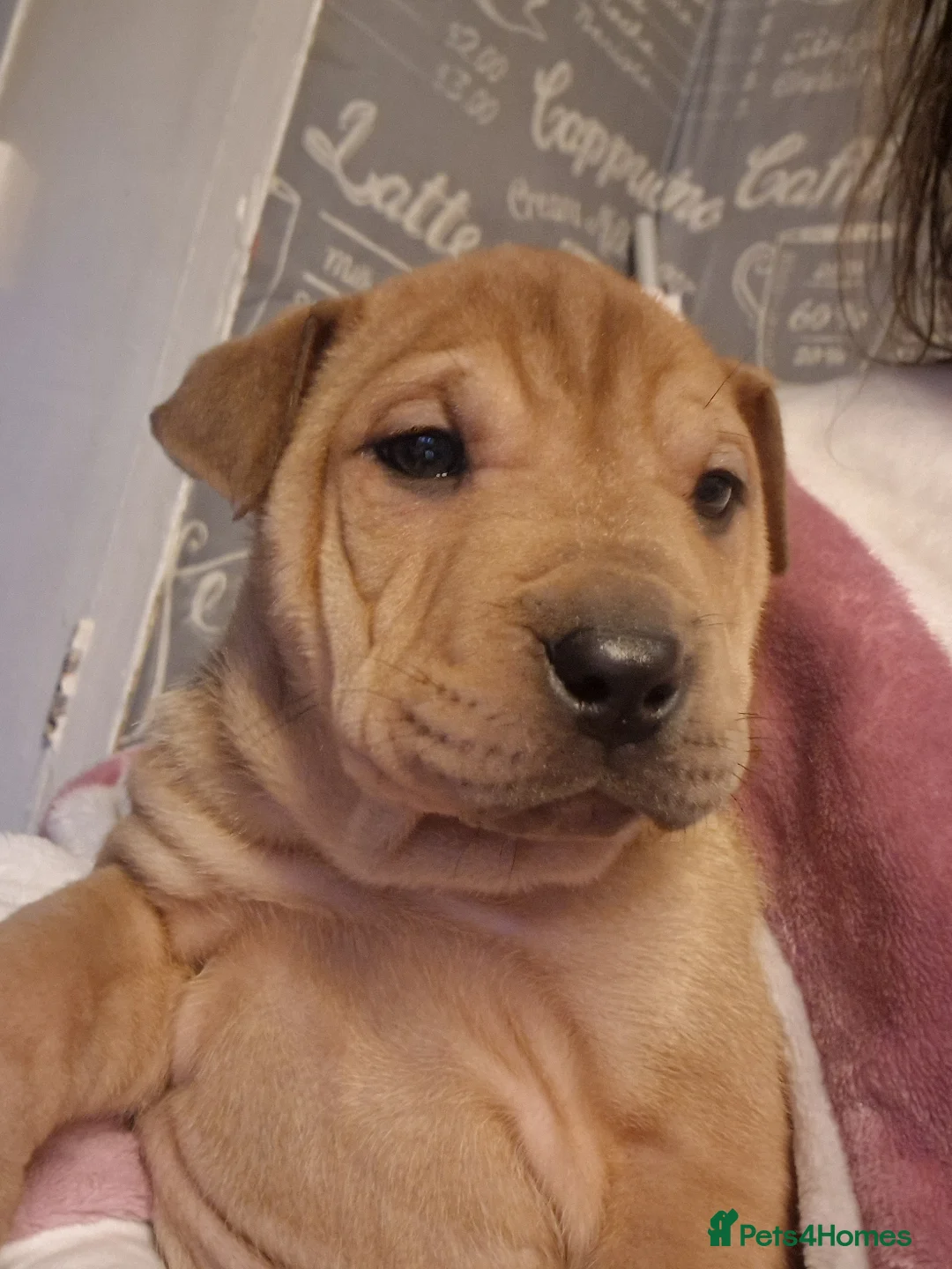 Mixed Breed dogs for sale: 11 chunky rottpei puppys  - Advert 2