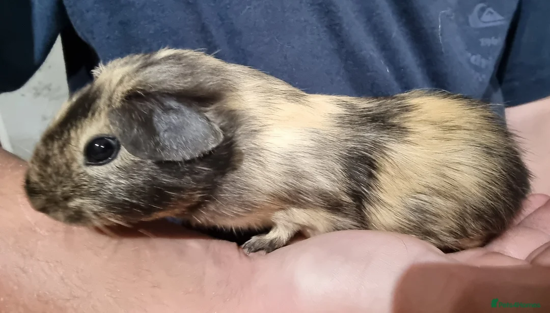 Guinea Pig rodents for sale: Two male californian cross guinea pigs - Advert 2