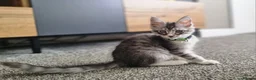 Maine Coon cats for sale: LAST 2 BEAUTYFULL KITTENS Tica Reg.!! - Advert 30