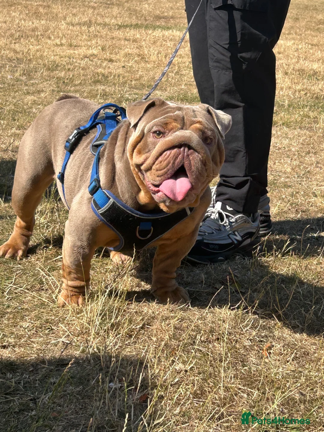 English Bulldog dogs for stud: Hugo ready for stud - Advert 1