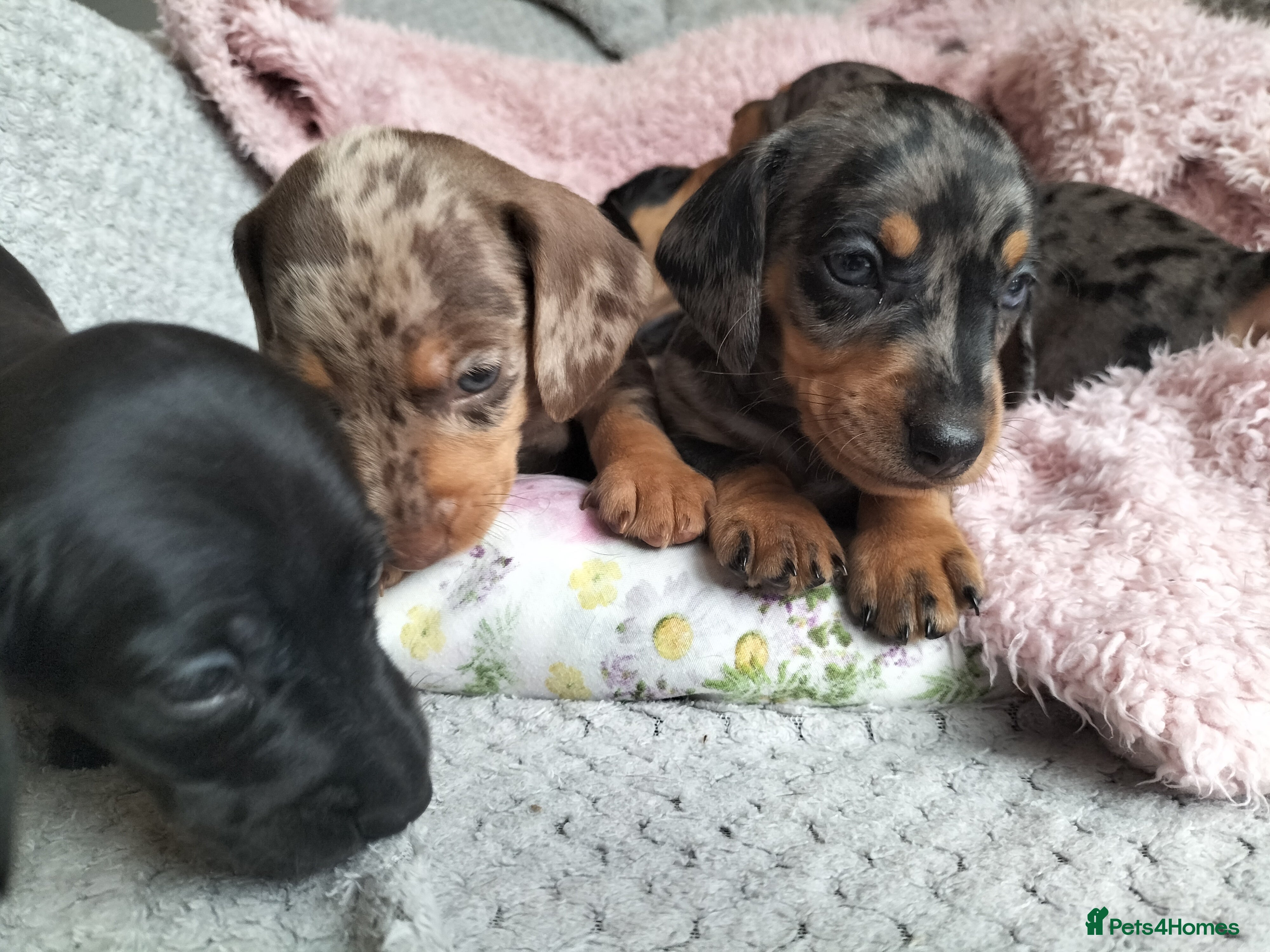 Miniature Dachshund dogs Beautiful miniature dachshunds 😊 - Advert 18