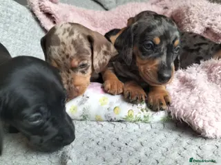 Miniature Dachshund dogs Beautiful miniature dachshunds 😊 - Advert 18