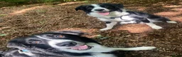 Border Collie dogs for stud: Proven Border Collie mix for stud  - Advert 6
