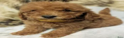 Toy Poodle dogs for sale: Stunning DNA Clear Toy Mini Poodle Puppies  - Advert 38