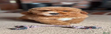 Cockapoo 3