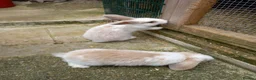 Mini Lop rabbits for sale: Mini lop/plush lop babies - Advert 5