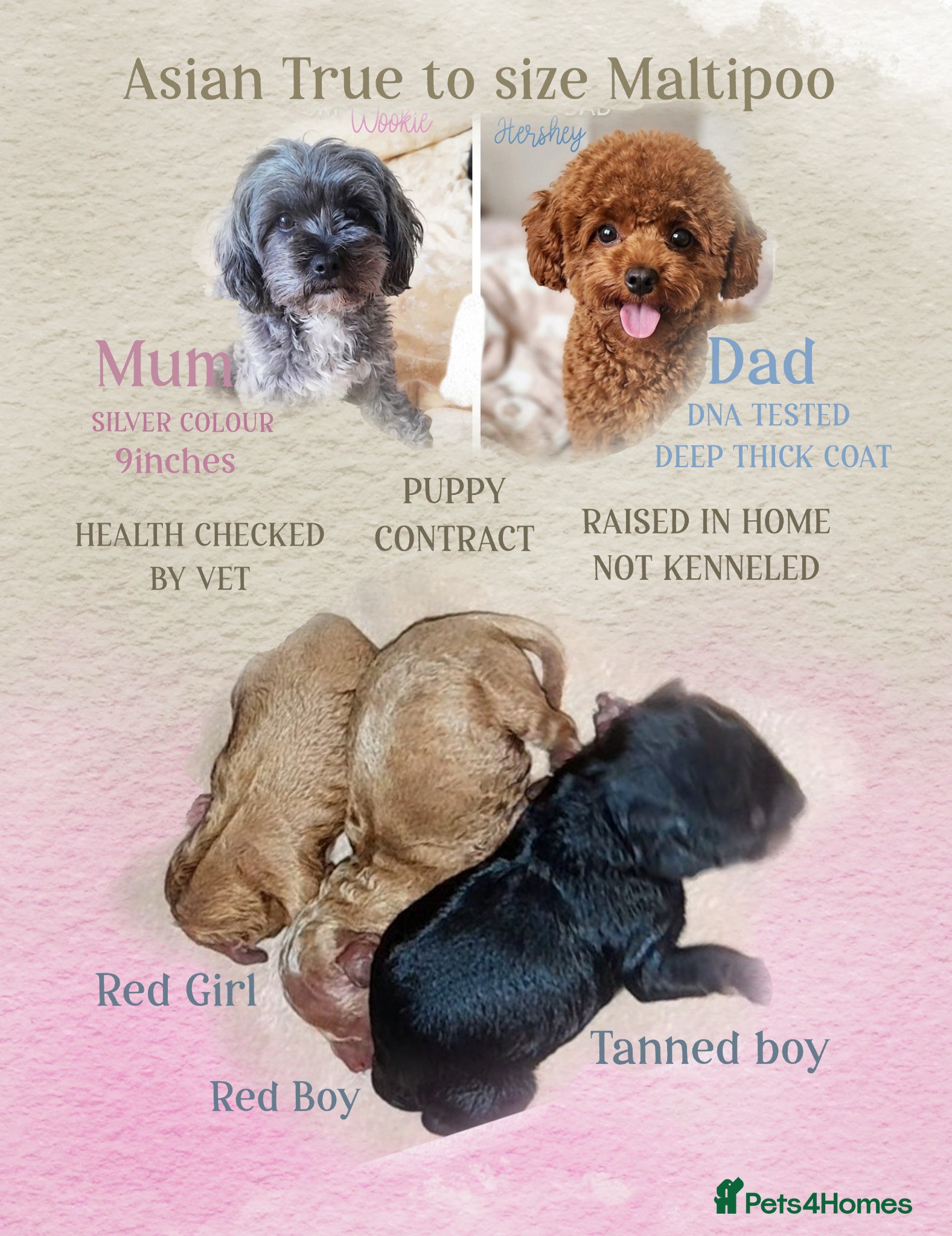 Maltipoo dogs Quality Asian brown tanned Toy Maltipoo Puppies❤️ - Advert 13