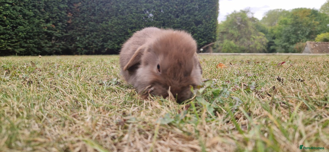 English Lop rabbits for sale: 6 adorable bunnies £60 each ready for a fun home  - Image 17