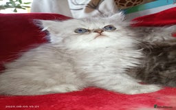 Persian cats for sale: Amazing Persian kittens  - Image 23