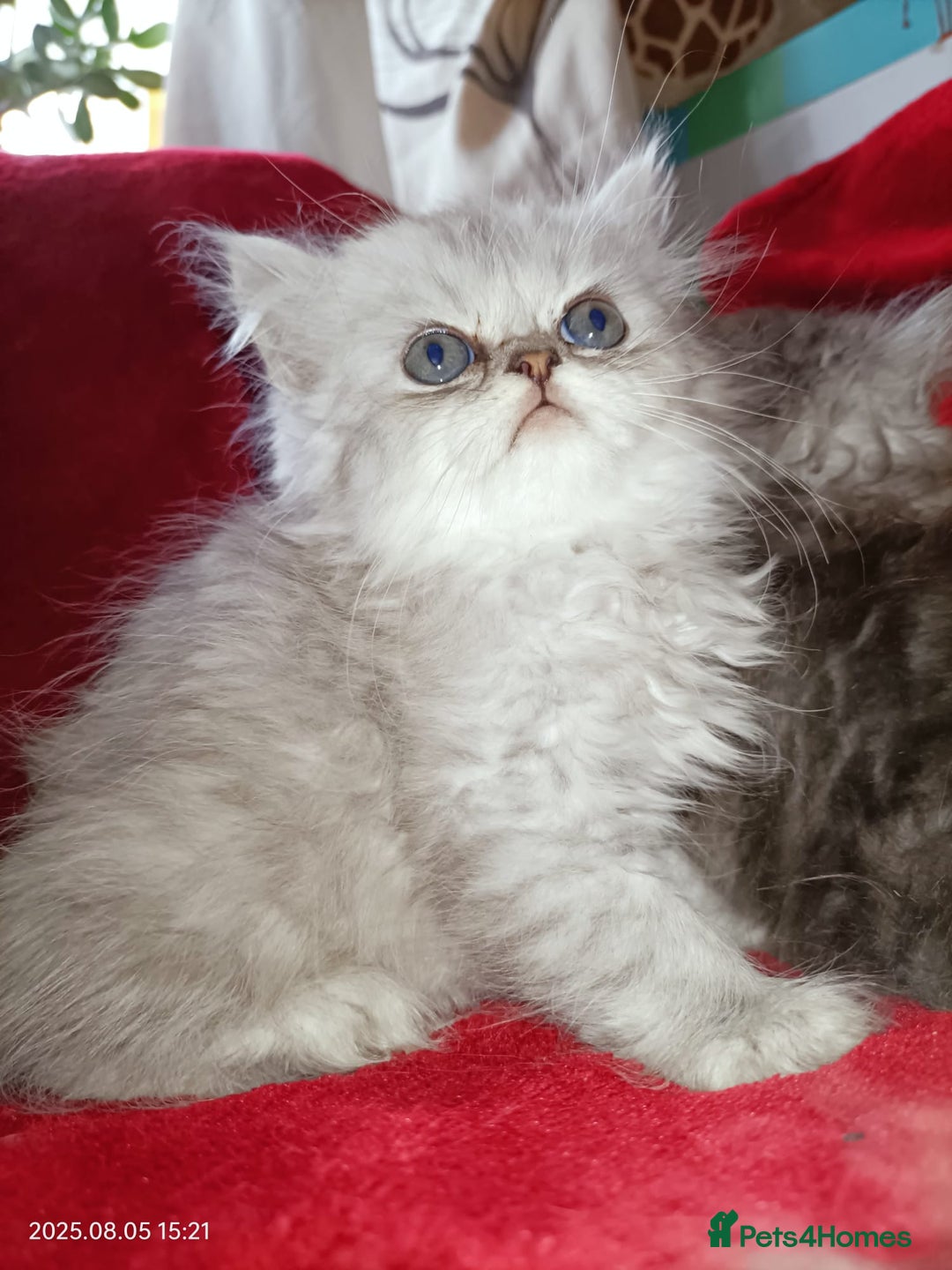 Persian cats for sale: Amazing Persian kittens  - Image 23