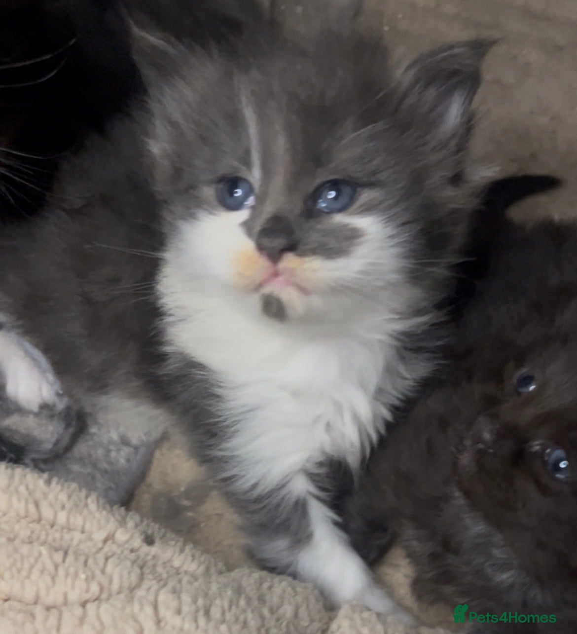 Maine Coon cats Hugh Maine coon babies  - Advert 1