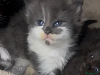 Maine Coon cats Hugh Maine coon babies - Advert 1