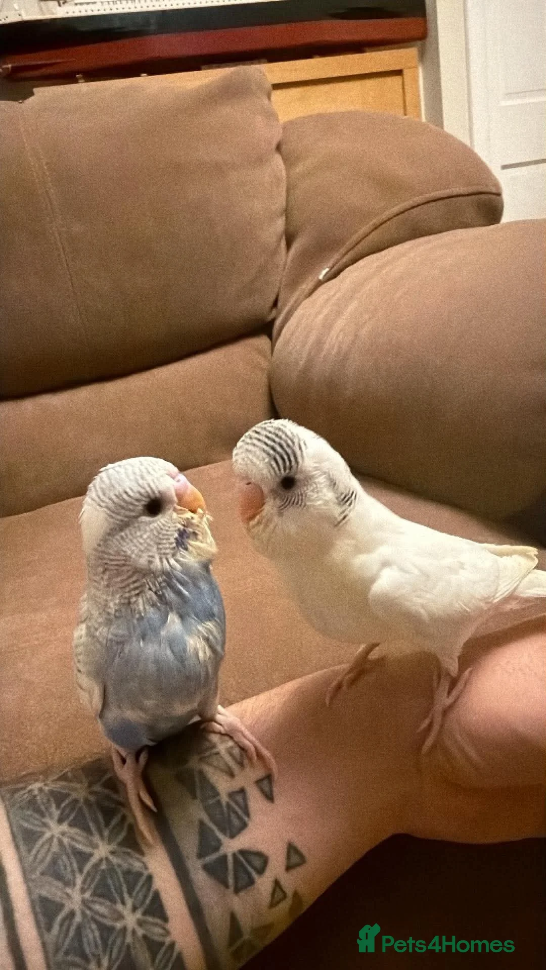 Budgerigars birds for sale: Hand tame budgies  - Advert 1