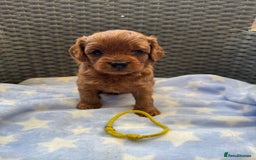 Cavapoo dogs for sale: Fluffy red Cavapoos  - Image 1