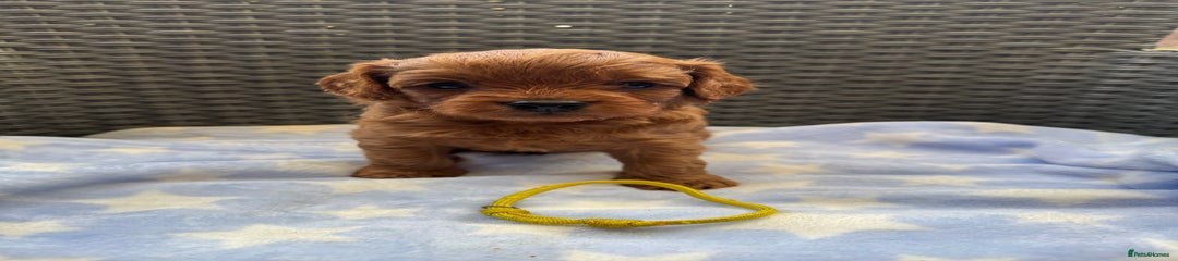 Cavapoo Puppy 2