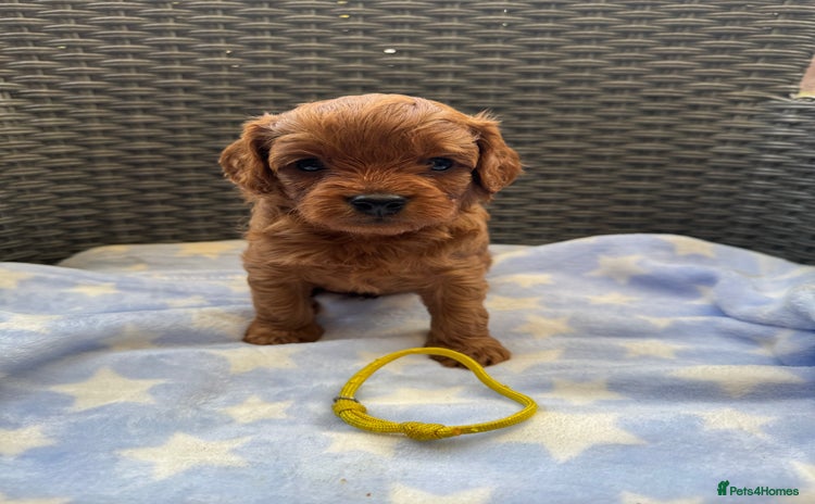 Cavapoo dogs - Advert 1