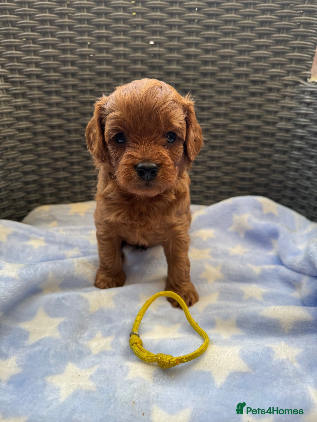 Cavapoo dogs for sale: Fluffy red Cavapoos  - Image 1