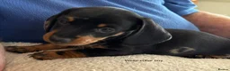 Miniature Dachshund dogs for sale: Gorgeous Litter of Miniature Dachshund Puppies - Advert 26