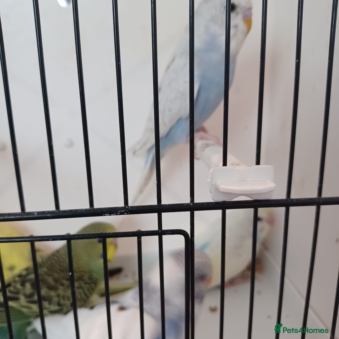Budgerigars birds for sale: Budgies for sale  - Image 6