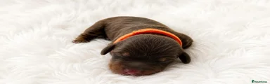 Miniature Dachshund 1