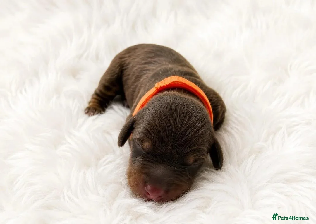 Miniature Dachshund dogs for sale: Adorable Miniature Dachshund Puppies for sale. - Advert 6