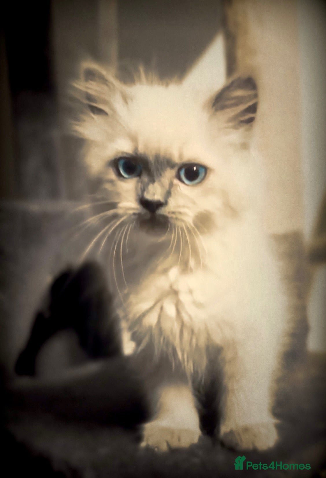 Ragdoll cats Pure Ragdoll kittens adorable and very fluffy  - Advert 1