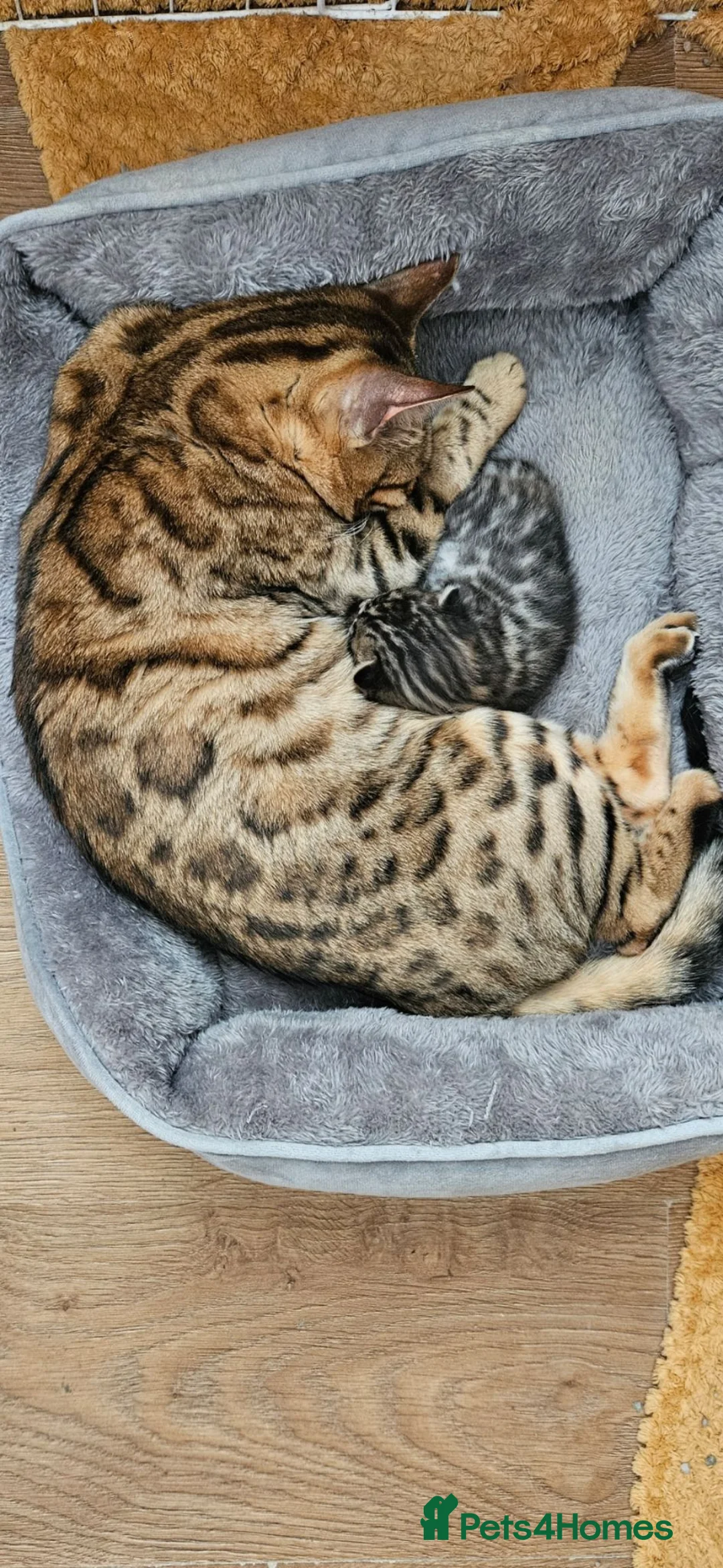 Bengal cats for sale: Tica registered brown bengal - Advert 2