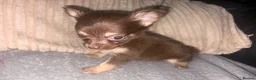 Chihuahua dogs for sale: Two female chihuahuas - Advert 6