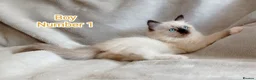 Ragdoll cats for sale: Beautiful Ragdoll Kittens Looking for Loving Homes - Advert 5