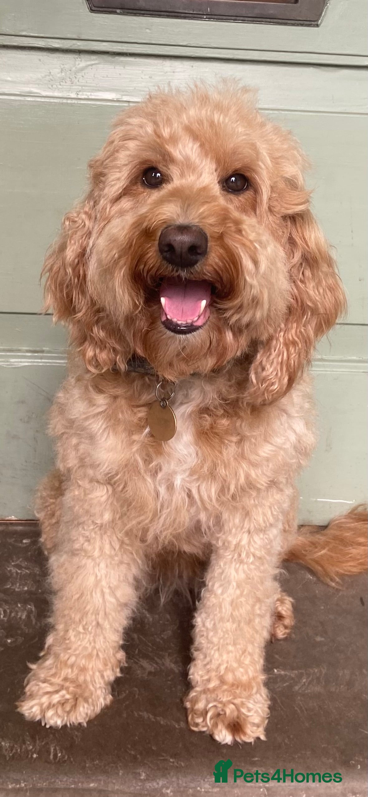 Mixed Breed dogs Wonderful Adult Double Doodle For Loving New Home - Advert 4