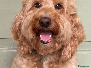 Mixed Breed dogs Wonderful Adult Double Doodle For Loving New Home - Advert 9