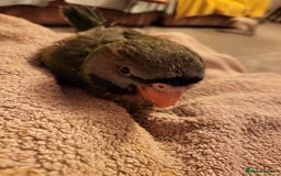 Parakeets birds for sale: Hand reared derbyan - Image 9