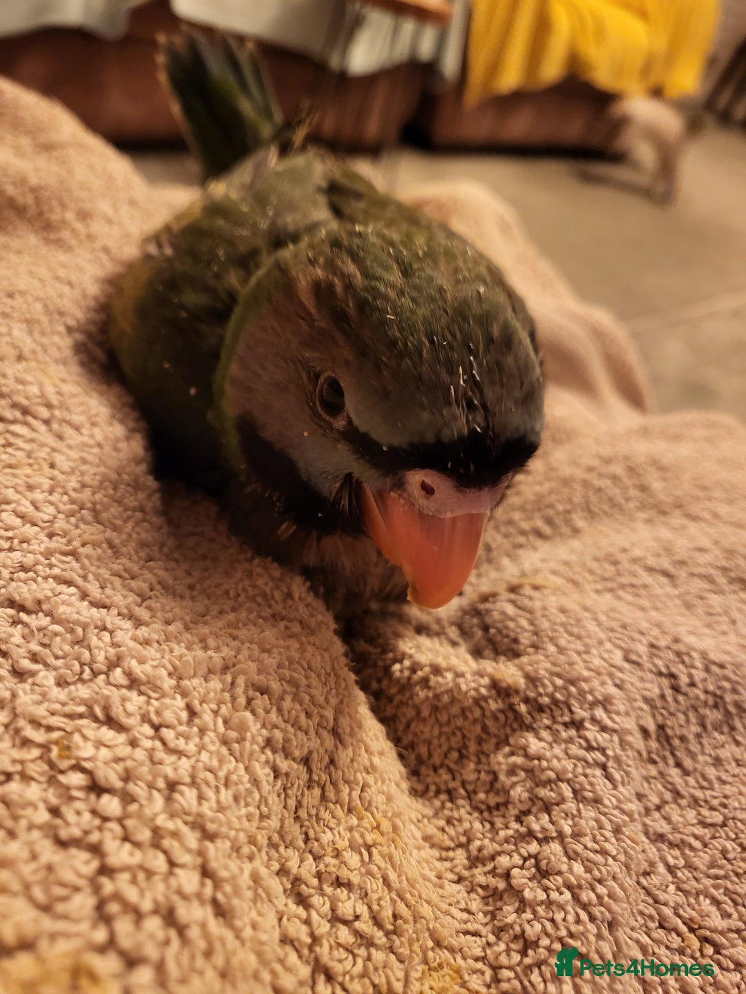 Parakeets birds for sale: Hand reared derbyan - Image 9