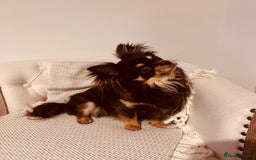 Chihuahua dogs for sale: Male chihuahua for sale  - Image 3