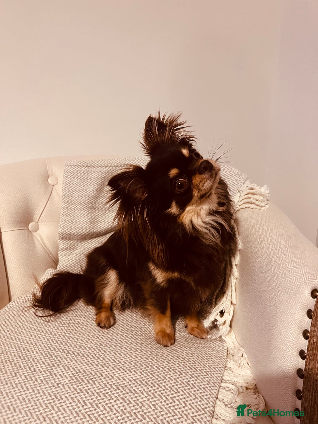 Chihuahua dogs for sale: Male chihuahua for sale  - Image 3