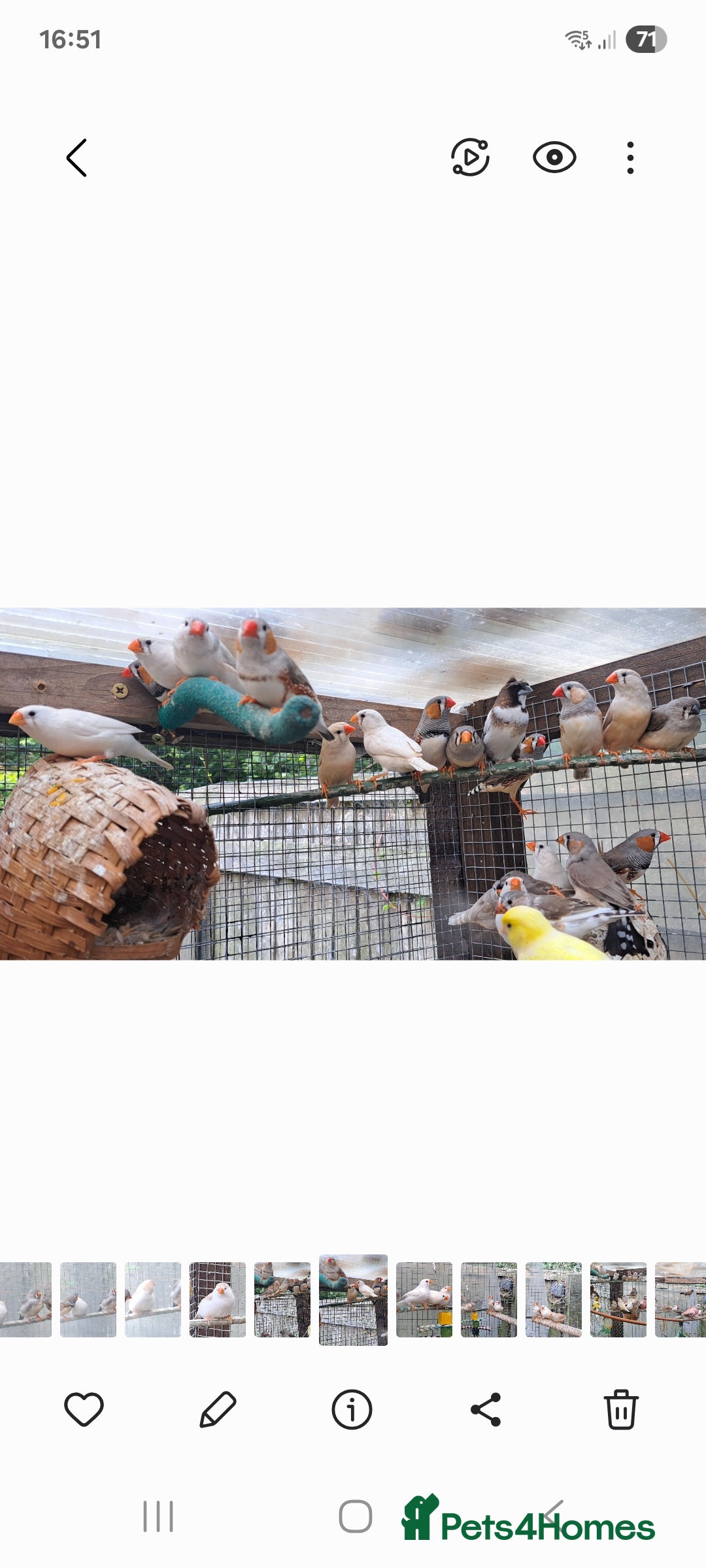 Finches birds for sale: Zebra Finch - Image 4