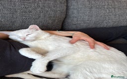 Arabian Mau cats for sale: William for rehoming - Image 2