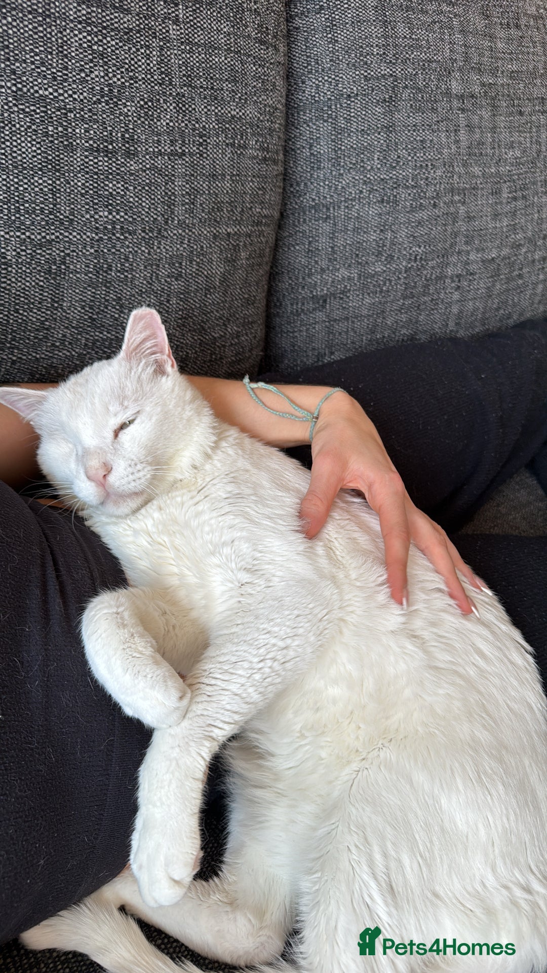 Arabian Mau cats for sale: William for rehoming - Image 2