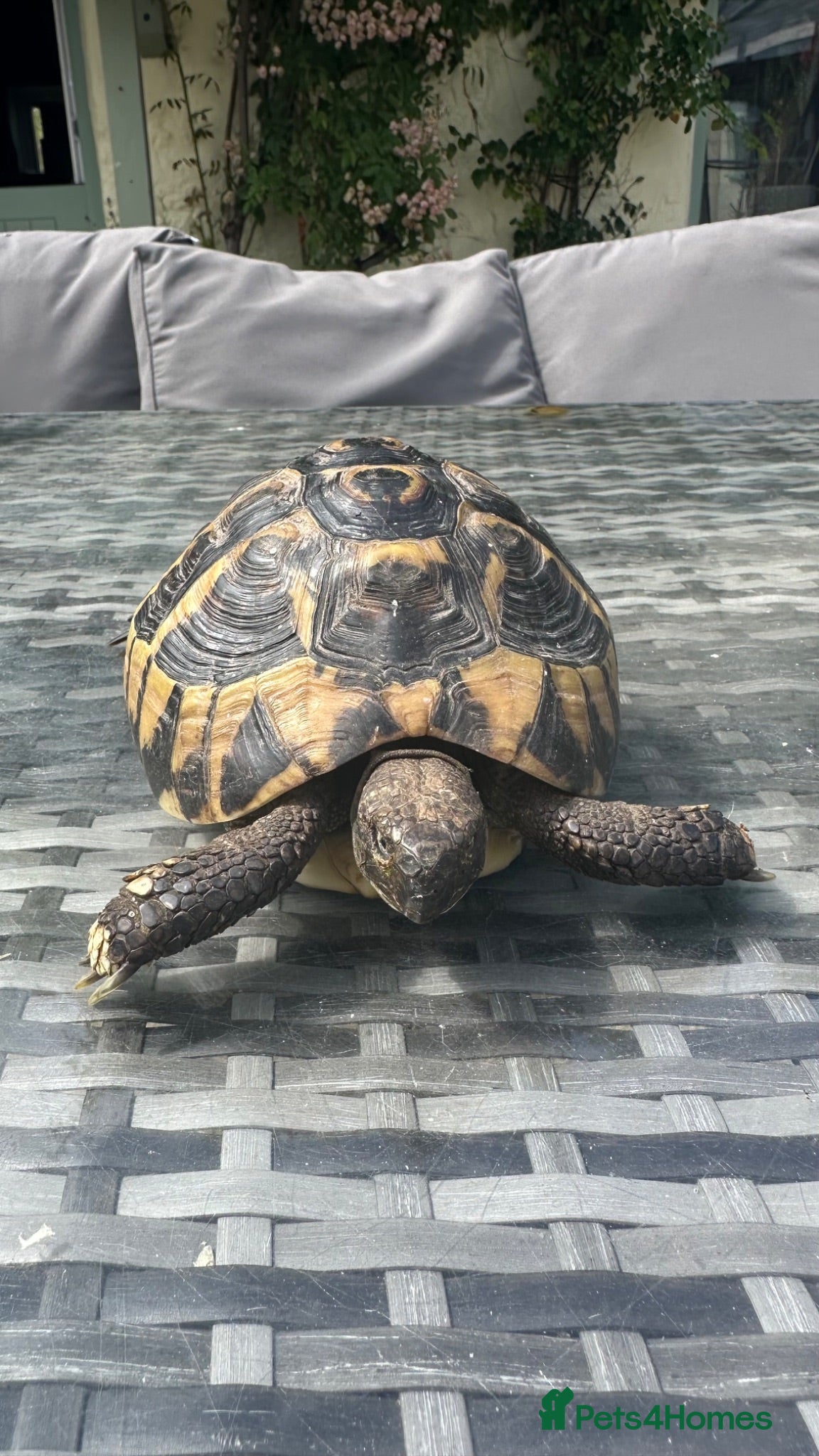 Tortoise reptiles Herman Tortoise - Advert 16