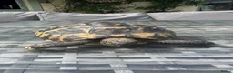 Tortoise reptiles for sale: Herman Tortoise - Advert 1