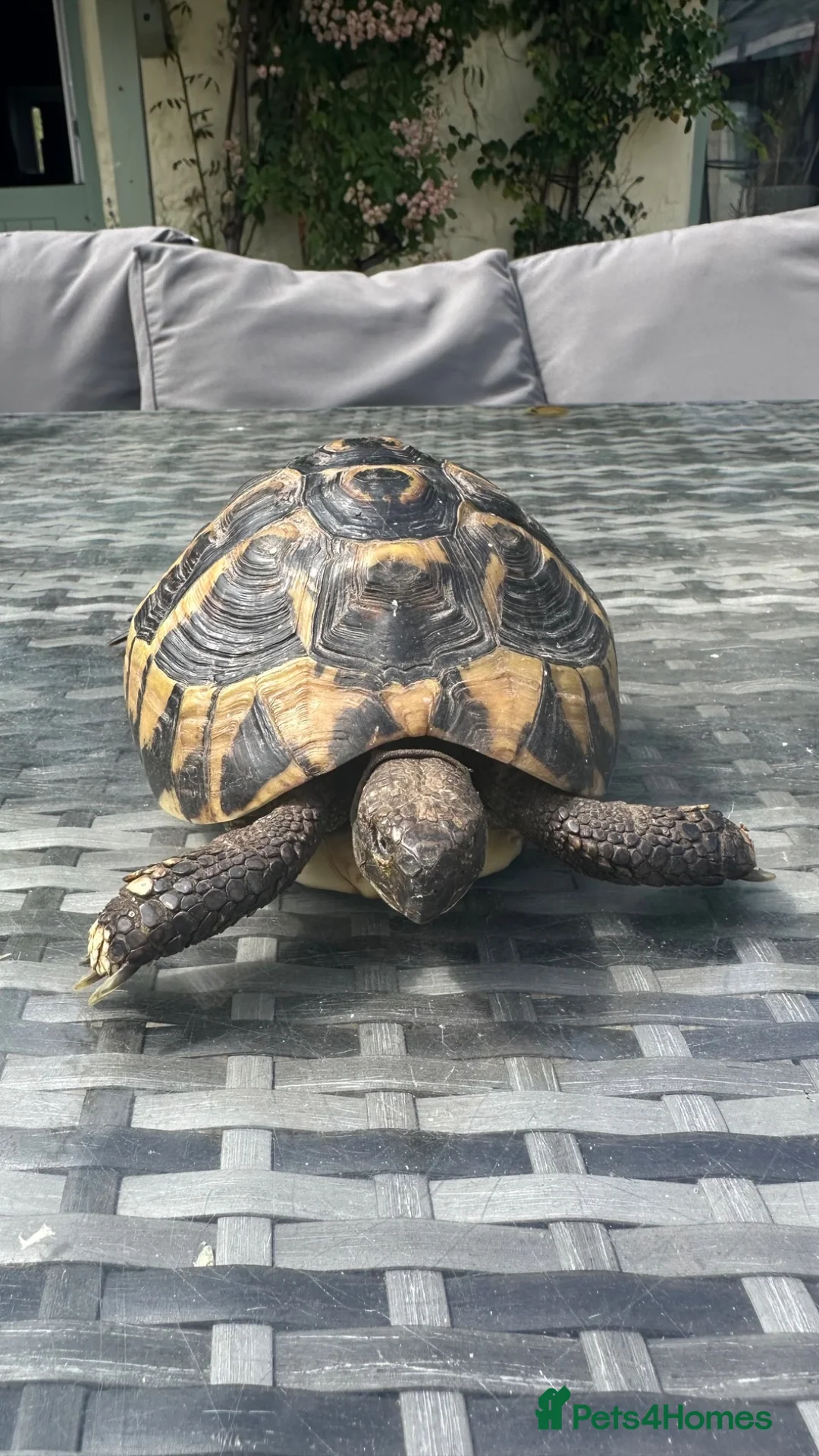 Tortoise reptiles for sale: Herman Tortoise - Advert 1
