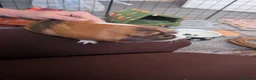 Guinea Pig rodents for sale: 3 males giuena pigs with full cage set up  - Advert 11