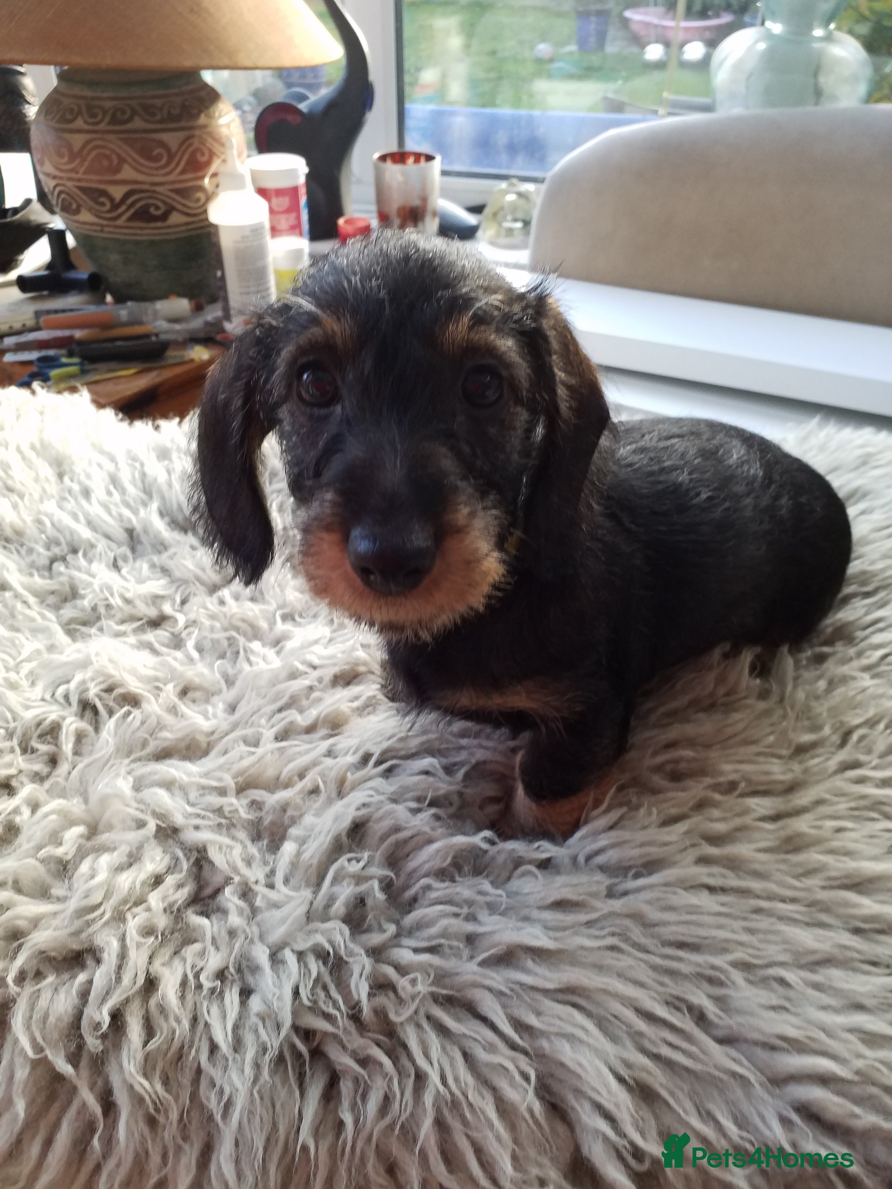 Miniature Dachshund dogs Miniature wire hair dachshund puppy  - Advert 5